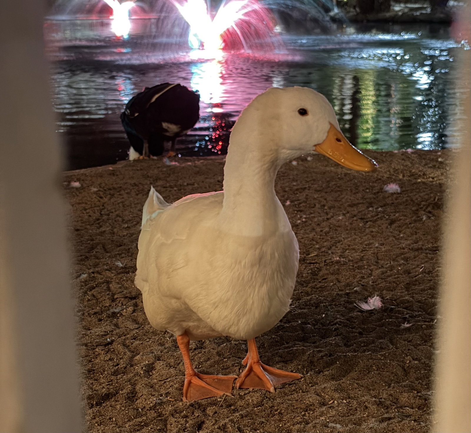 An image of a white duck staring directly at the camera with a pond and lights in the background.